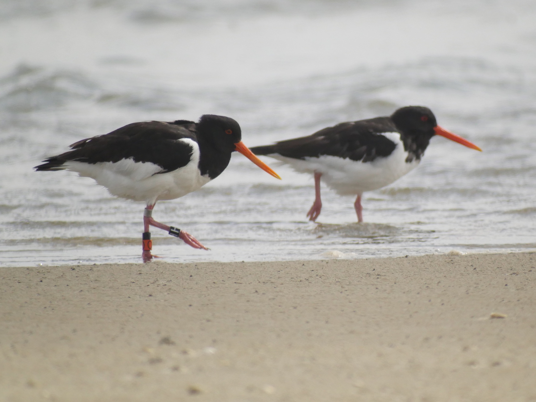 oystercatchers